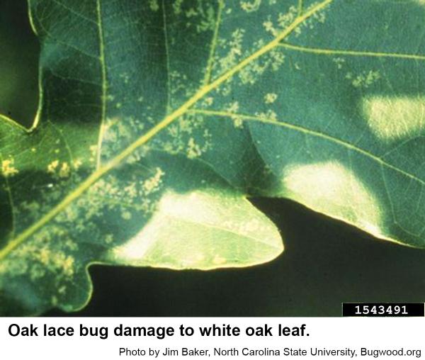 Oak lace bugs cause pale spots